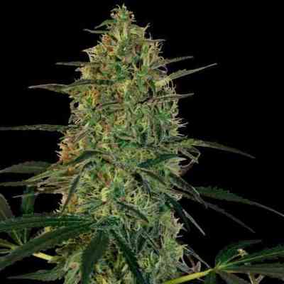 Malana Bomb > Barney\'s Farm | Autoflowering Cannabis   |  Indica